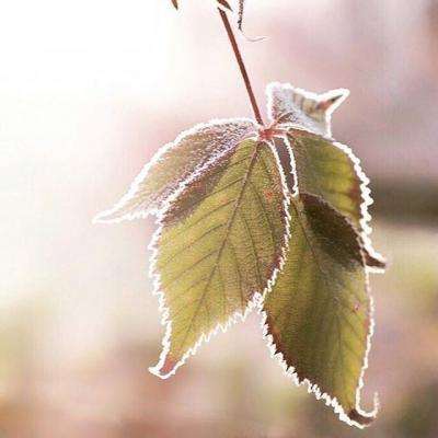 开云体云app下载手机版